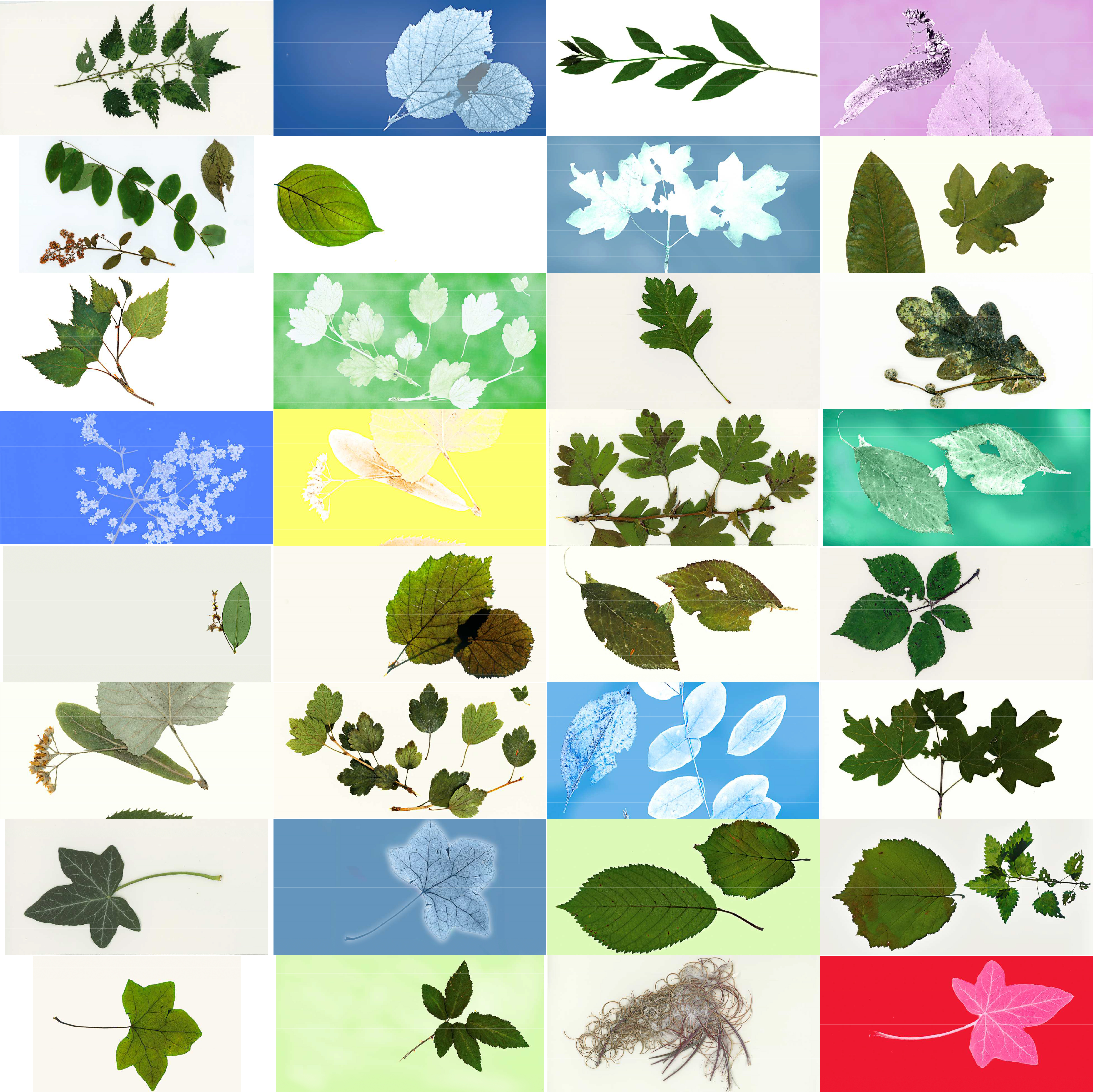 Lightroom (feuilles 16.jpg et 31 autres)